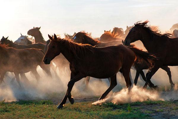 Wild-horses