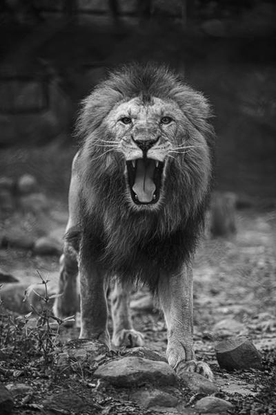 Lion-roaring